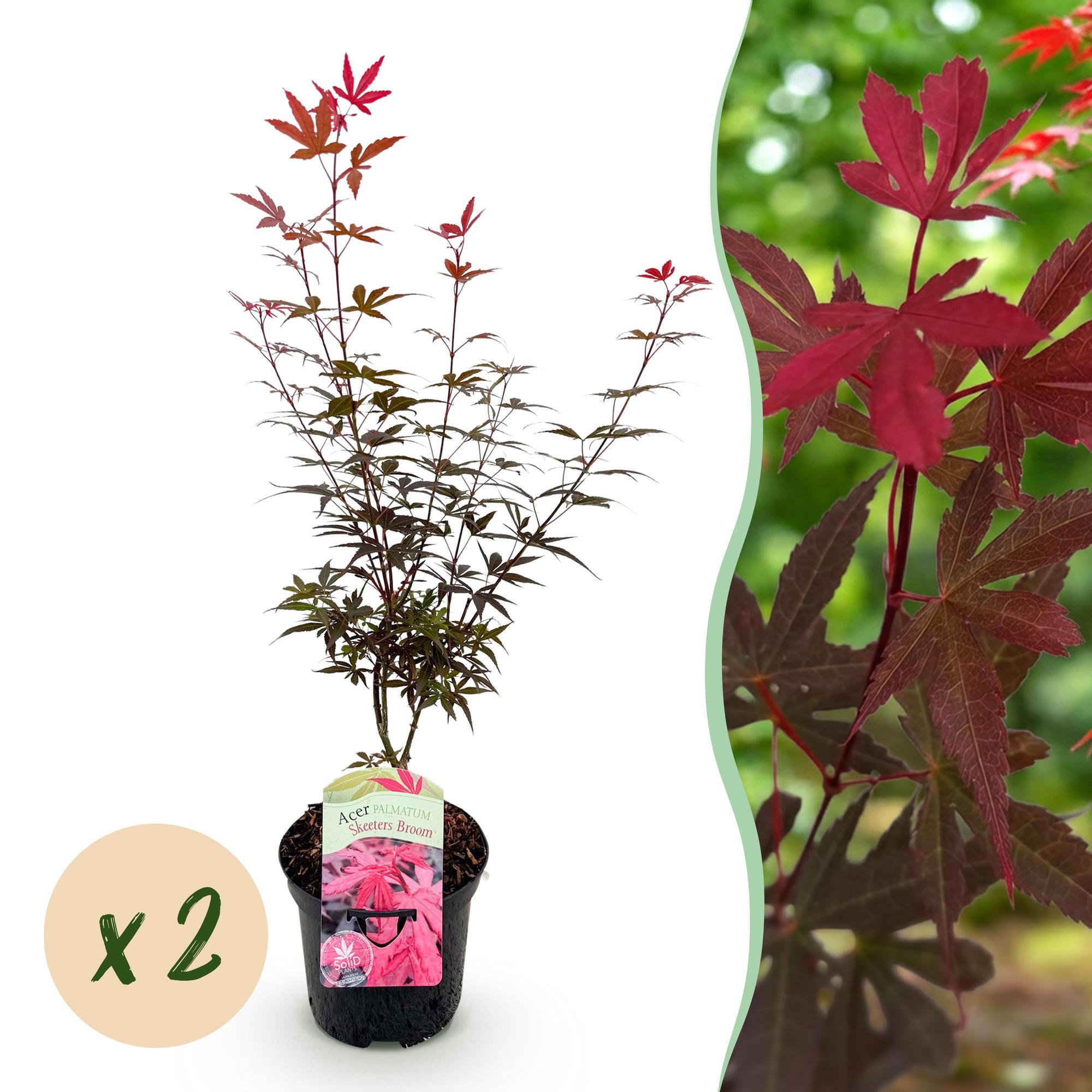 Terrasplant - Japanse Esdoorn - Acer palmatum Skeetsers Broom - Paars - 2 Planten - Bladverliezend - Pot 19cm Hoogte 70cm