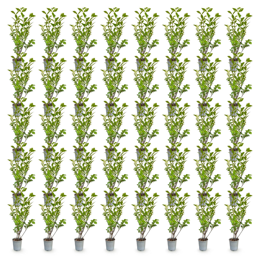 40x Ligustrum ovalifolium - Gewone Liguster - Haagplanten - Groenblijvend - Groen - Pot 9cm - Hoogte 35-45cm