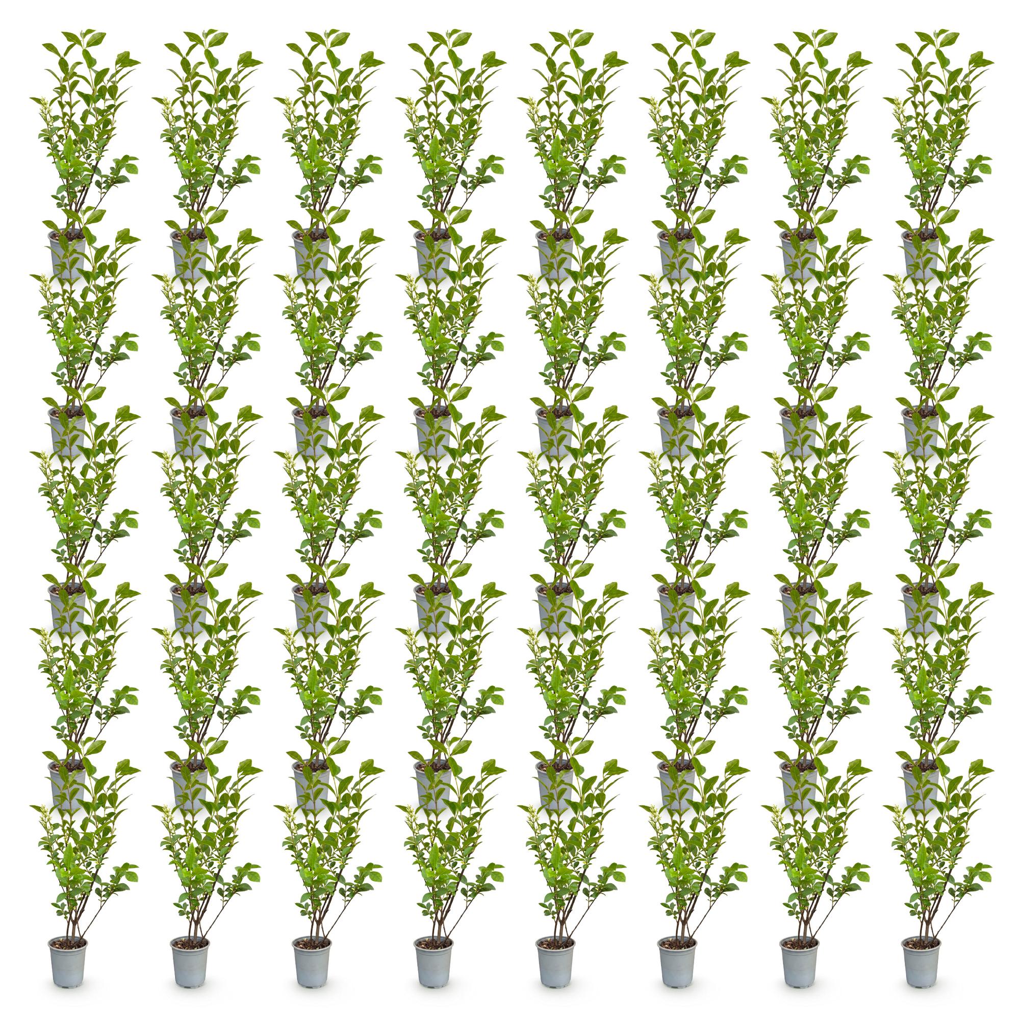 40x Ligustrum ovalifolium - Gewone Liguster - Haagplanten - Groenblijvend - Groen - Pot 9cm - Hoogte 35-45cm