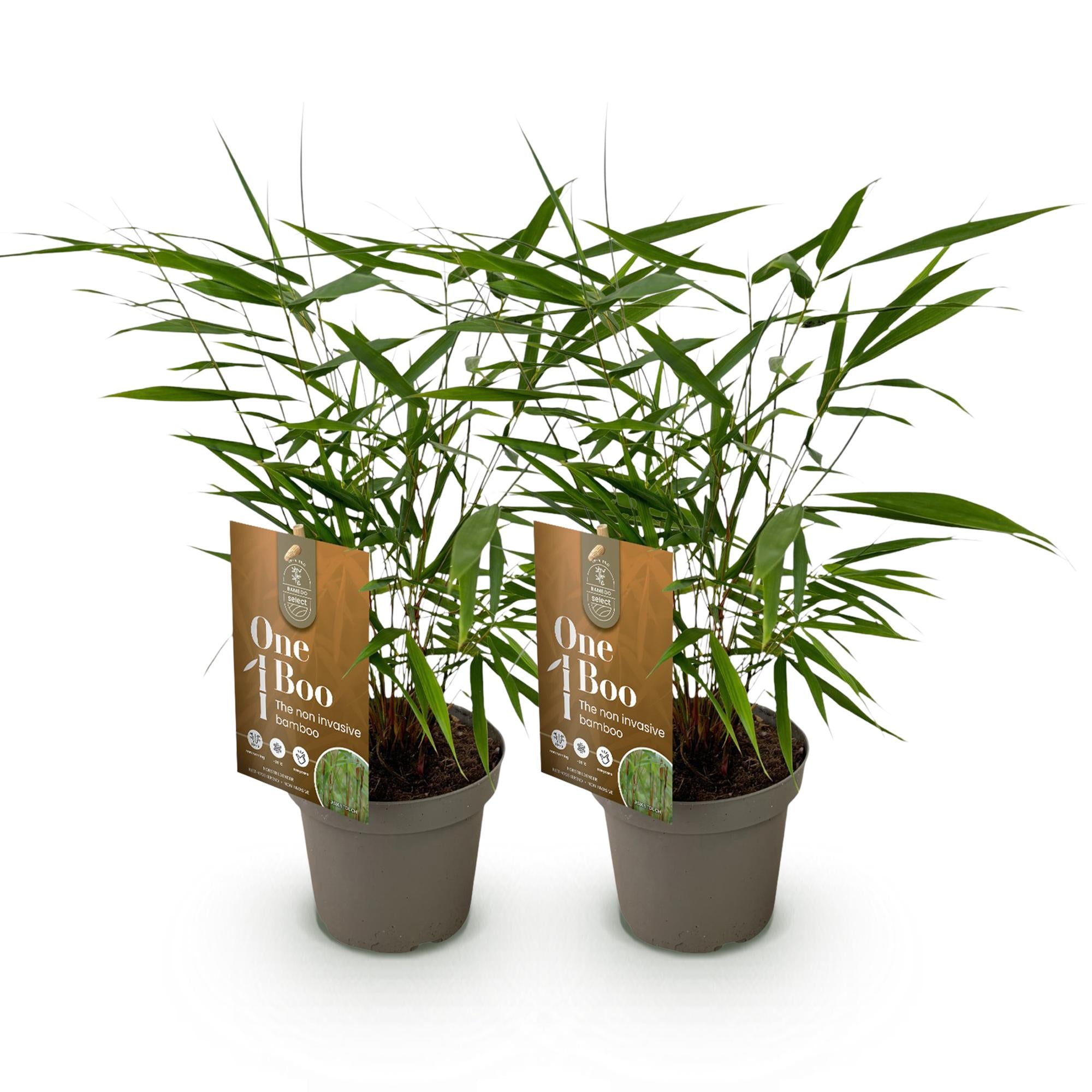Grassen - Fargesia Asian Wonder - Niet Woekerende Bamboe - Bladhoudend - Groen - 2 Planten - Pot 14 cm - Hoogte 35 cm