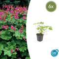 6x Geranium macr. 'Czakor' - ↕10-25cm - Ø9cm