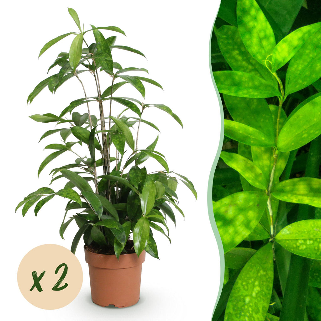 Green is... Kamerplanten - Dracaena surculosa - Drakenbloedboom - Weinig onderhoud - Groen - 2 Planten - Pot 17cm - Hoogte 60-70cm