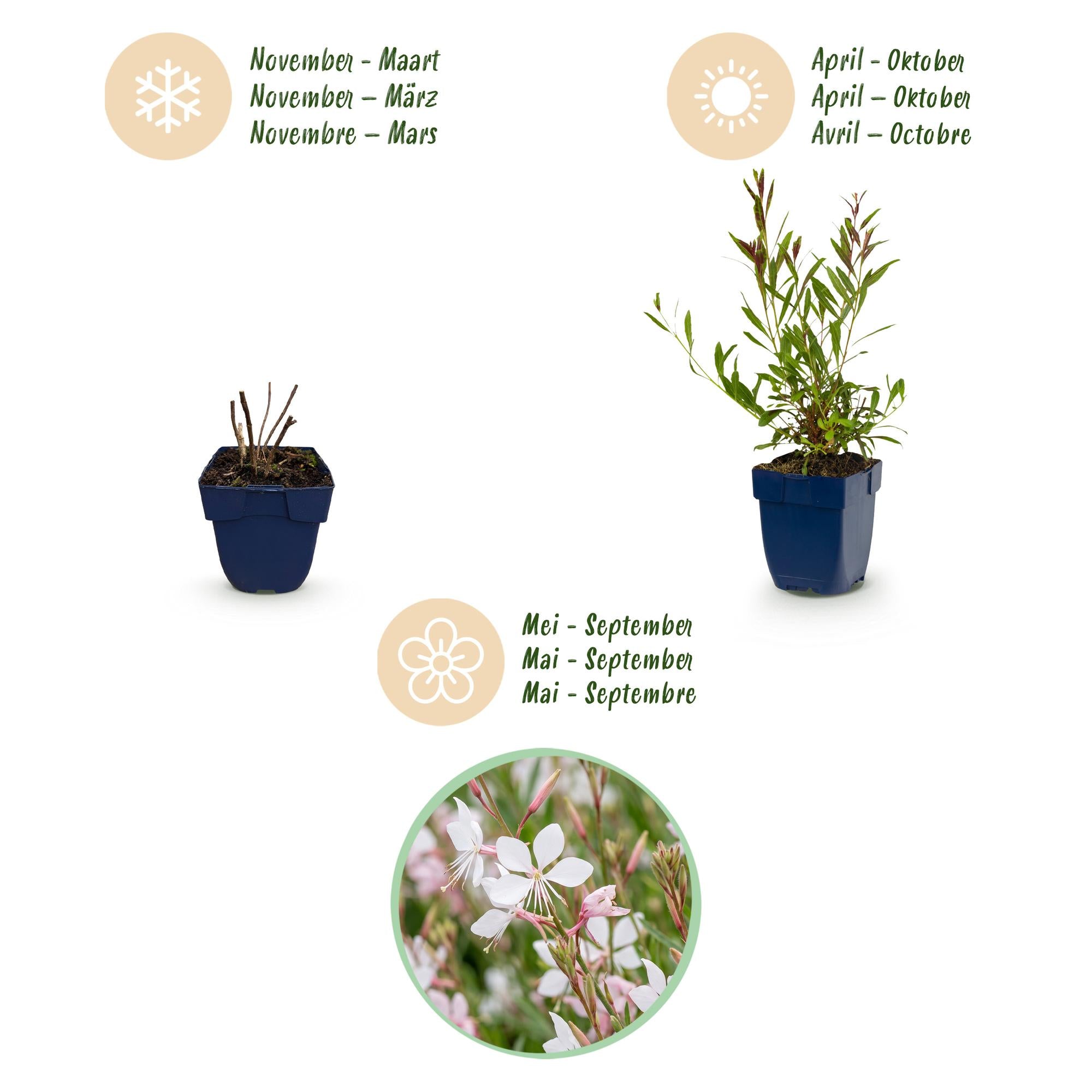 Vasteplant - Gaura lindh. Whirling Butterflies - Prachtkaars - Bijen- en vlinderlokkers - Wit - 12 Planten - Pot 11cm - Hoogte 15-25cm
