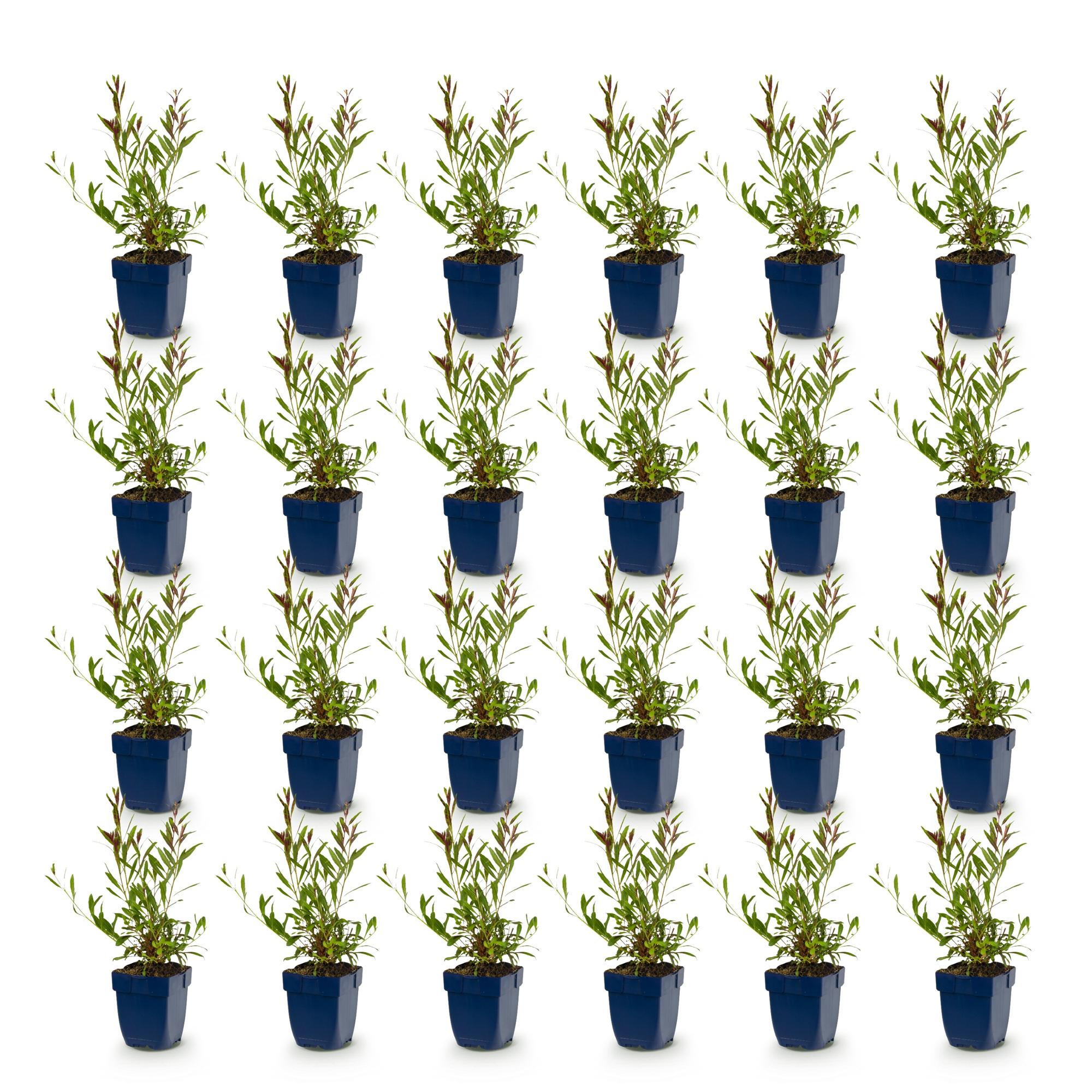 Vasteplant - Gaura lindh. Whirling Butterflies - Prachtkaars - Bijen- en vlinderlokkers - Wit - 24 Planten - Pot 11cm - Hoogte 15-25cm