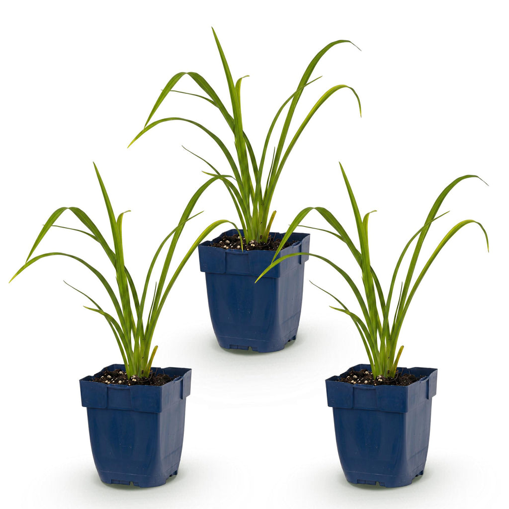 Vasteplant - Hemerocallis Mauna Loa - Daglelie - Bijen en Vlinderlokkers - Oranje - 3 Planten - Pot 11cm - Hoogte 15-25cm