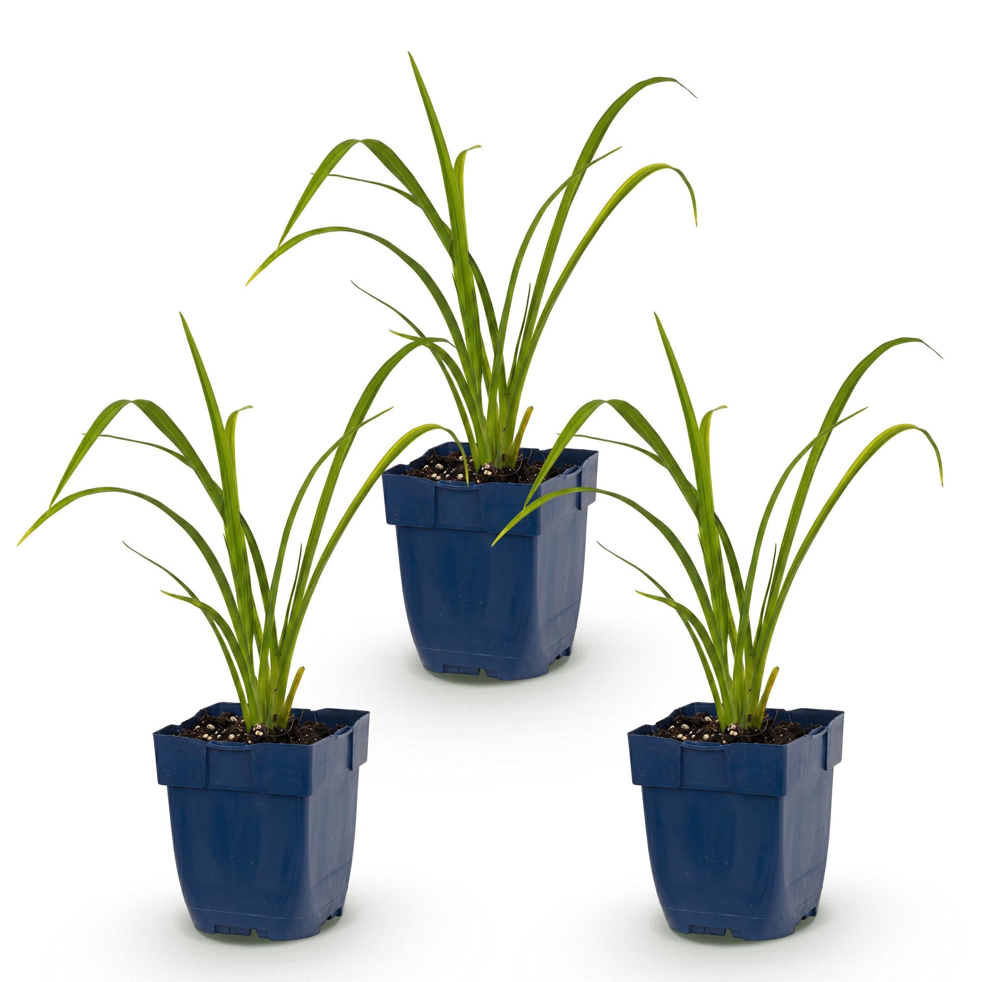 Vasteplant - Hemerocallis Mauna Loa - Daglelie - Bijen en Vlinderlokkers - Oranje - 3 Planten - Pot 11cm - Hoogte 15-25cm