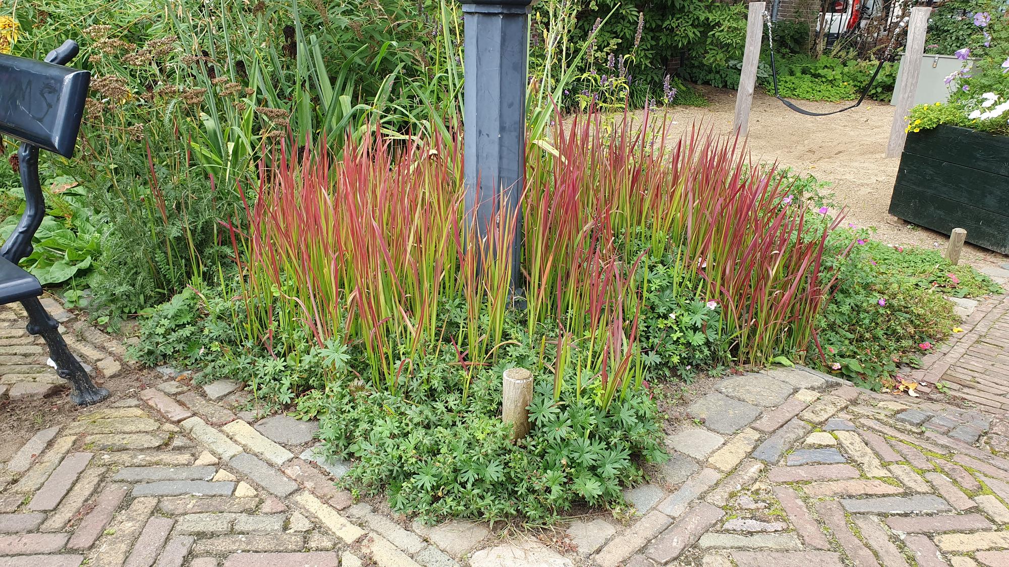 24x Imperata cylindrica 'Red Baron' - ↕10-25cm - Ø9cm