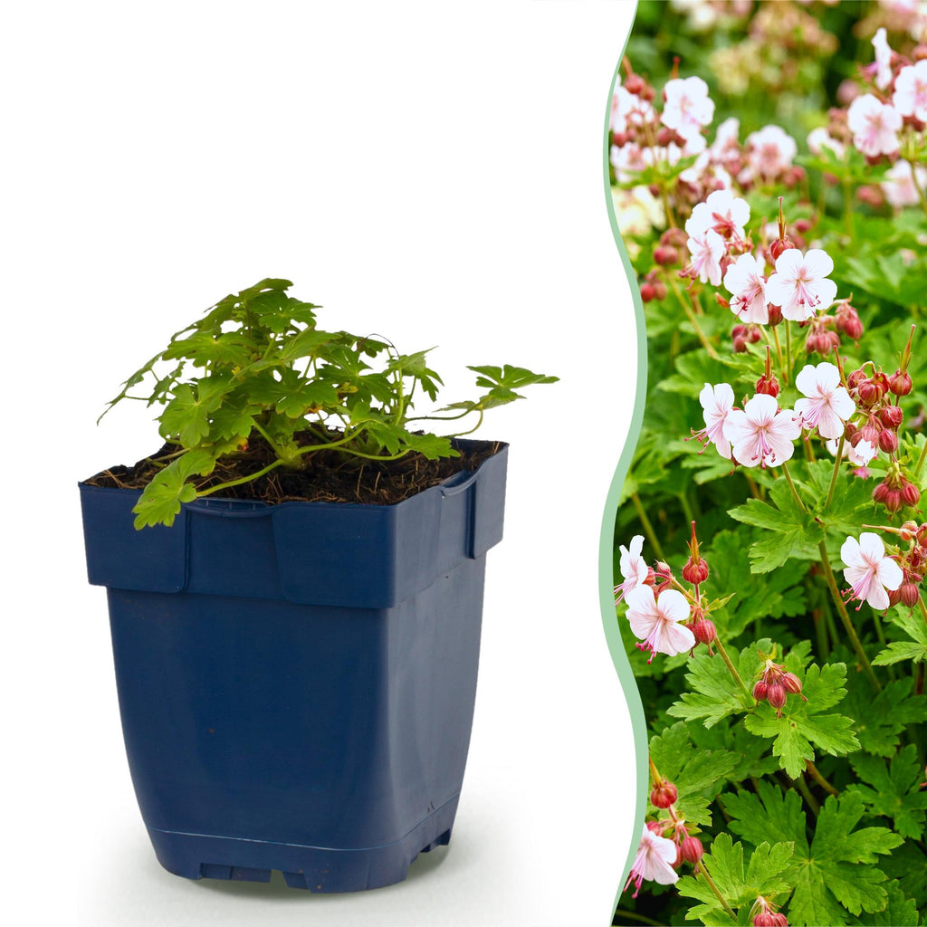 Vasteplant - Geranium macr. Spessart - Ooievaarsbek - Bodembedekkend - Wit-Roze - 12 Planten - Pot 11cm - Hoogte 15-25cm