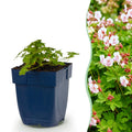 Vasteplant - Geranium macr. Spessart - Ooievaarsbek - Bodembedekkend - Wit-Roze - 12 Planten - Pot 11cm - Hoogte 15-25cm