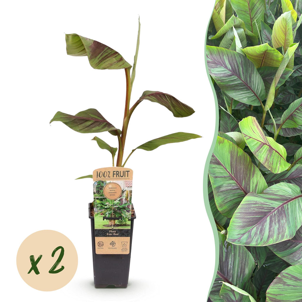 Fruitplant - Musa Ever Red - Bananenboom - Winterhard - Groen-Rood - 2 Planten - Pot 15cm - Hoogte 50cm