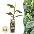 Fruitplant - Musa Ever Red - Bananenboom - Winterhard - Groen-Rood - 2 Planten - Pot 15cm - Hoogte 50cm