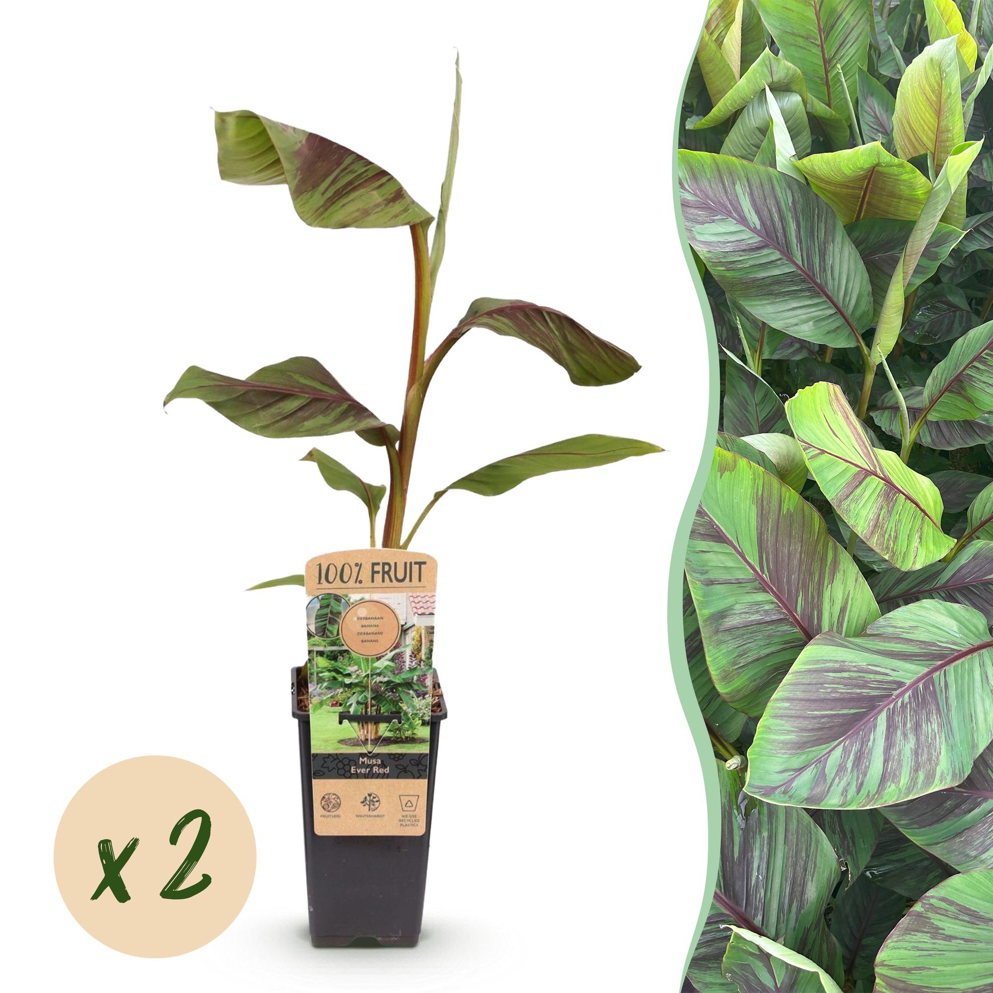 Fruitplant - Musa Ever Red - Bananenboom - Winterhard - Groen-Rood - 2 Planten - Pot 15cm - Hoogte 50cm