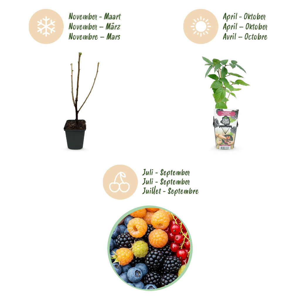 Fruitplanten - Rainbow - Rode Bes - Gele Framboos - Zwarte Braam - Blauwe Bes - Winterhard - 8 Planten - Pot  9cm