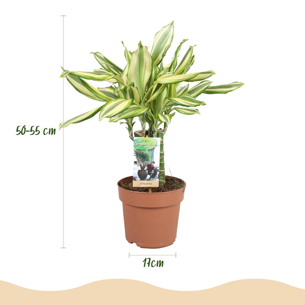 Green is... Kamerplanten - Dracaena fragrans Diamond Dream - Drakenbloedboom - Weinig onderhoud - Groen - 1 Plant - Pot 17cm - Hoogte 50-55cm