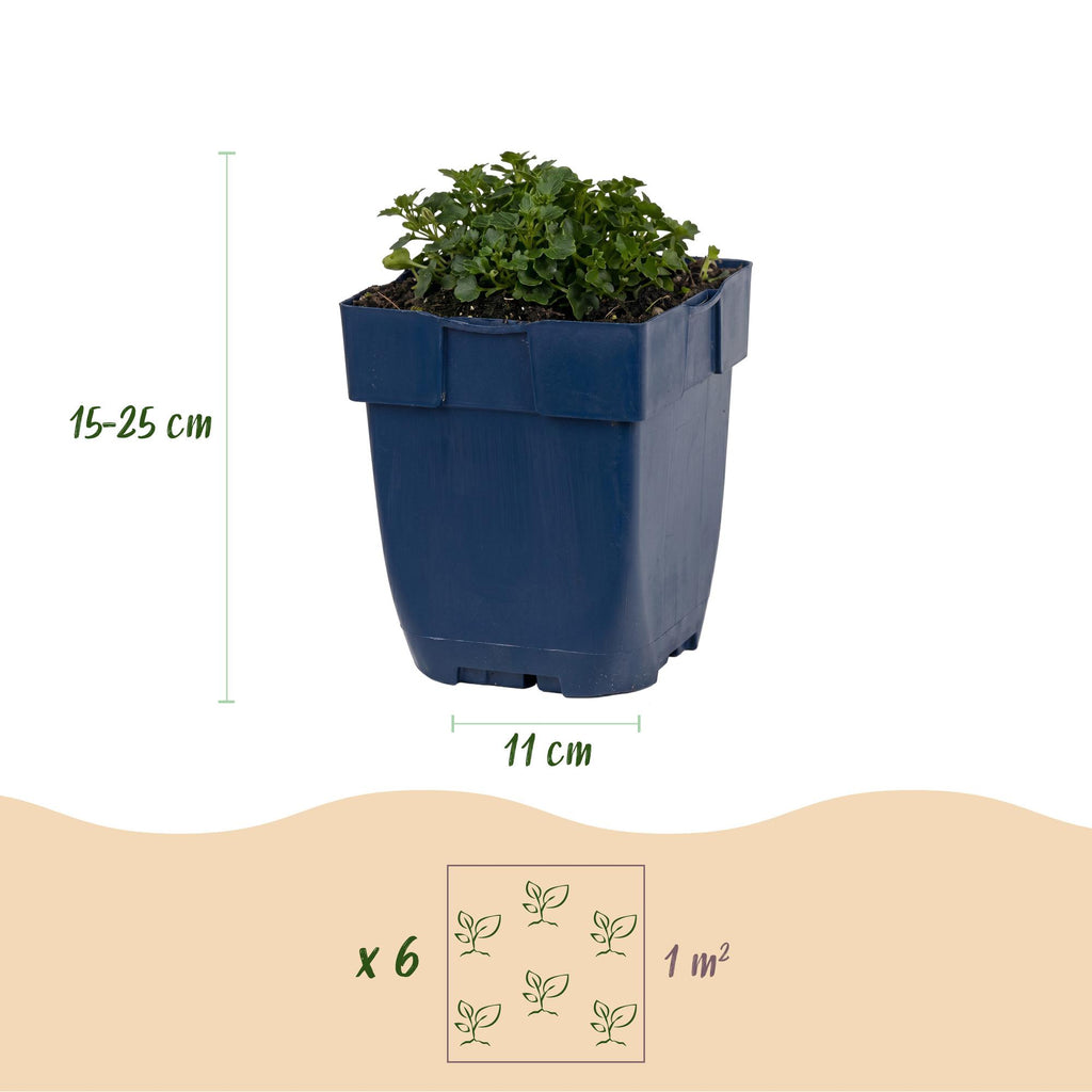 Vasteplant - Campanula portenschlagiana - Perzikbladklokje - Bodembedekkend - Roze - 6 Planten - Pot 11cm - Hoogte 15-25cm