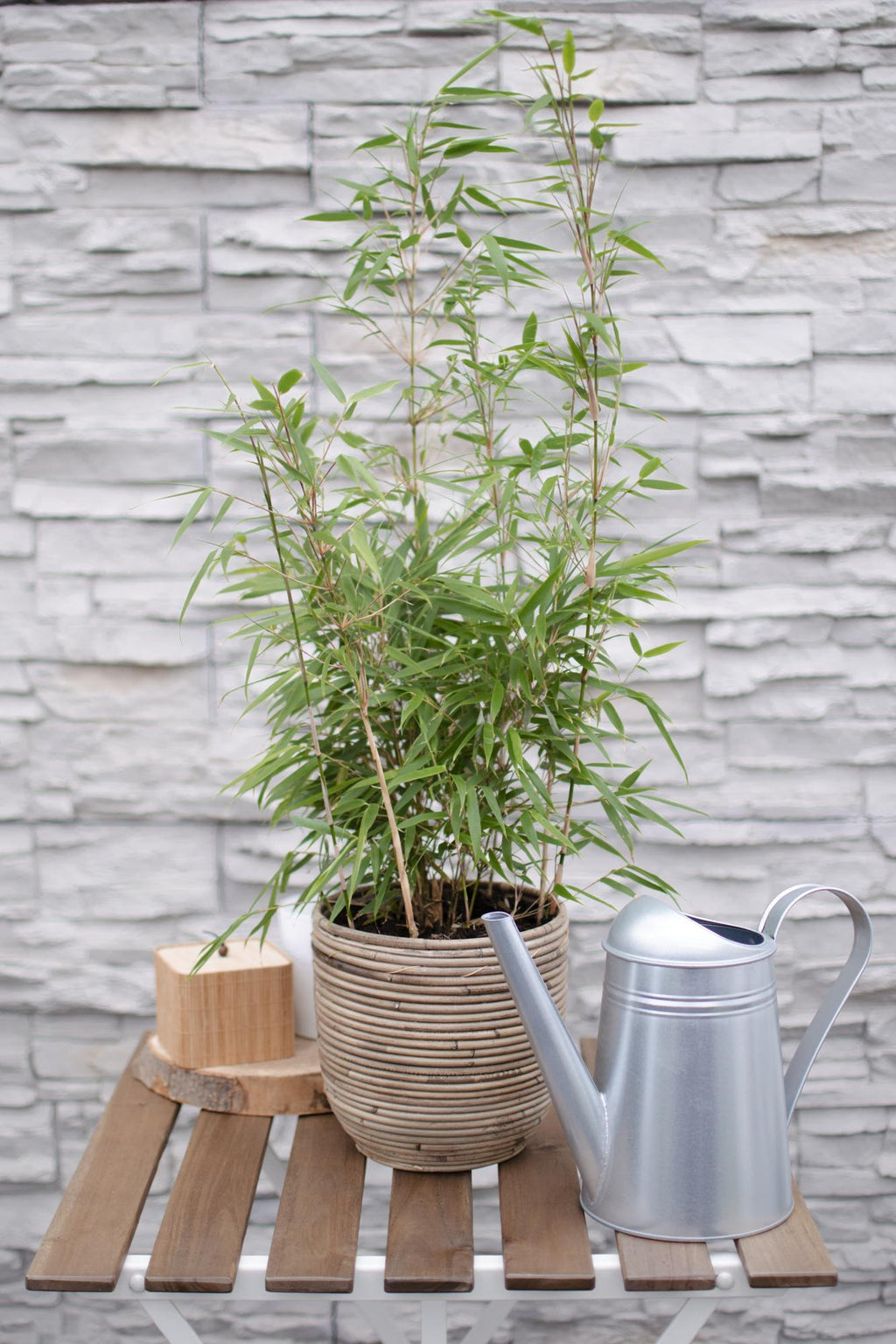Fargesia rufa - Niet woekerende bamboe - Ø19 - ↨50-60cm