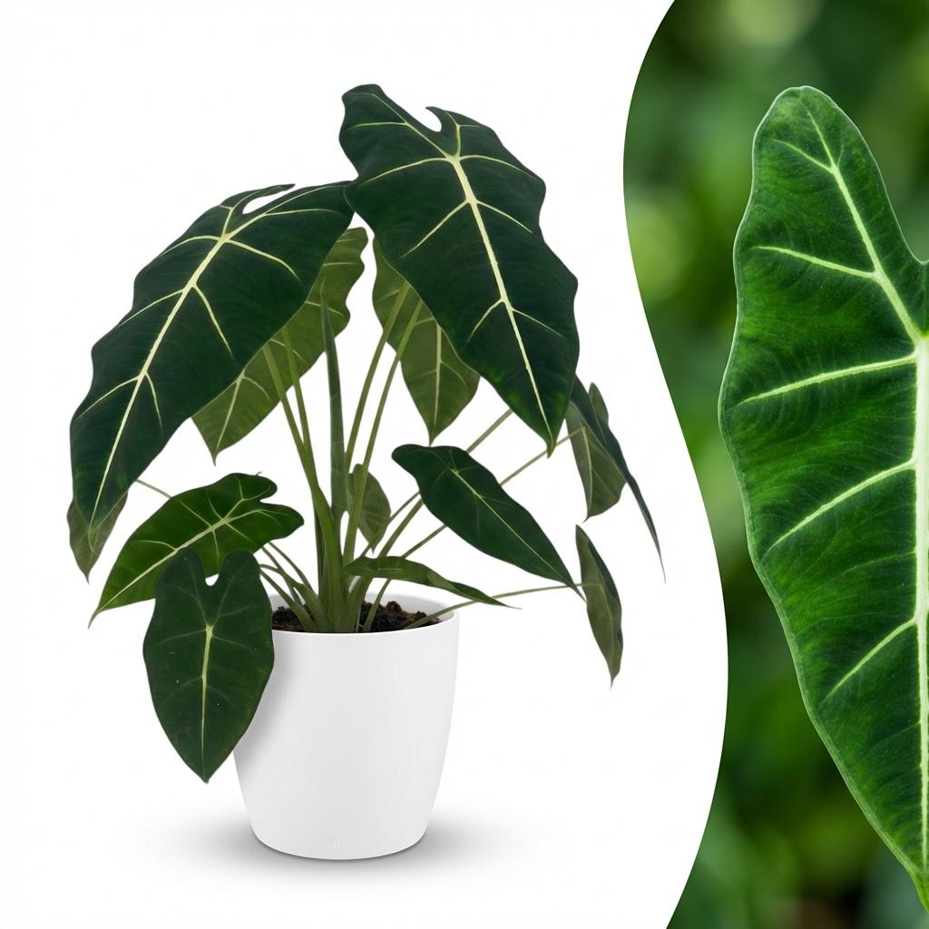 Kamerplant - Olifantsoor - Alocasia Frydek - Groen - Weinig onderhoud - 1 Plant - met Potter Wit - Pot 19cm - Hoogte 60cm
