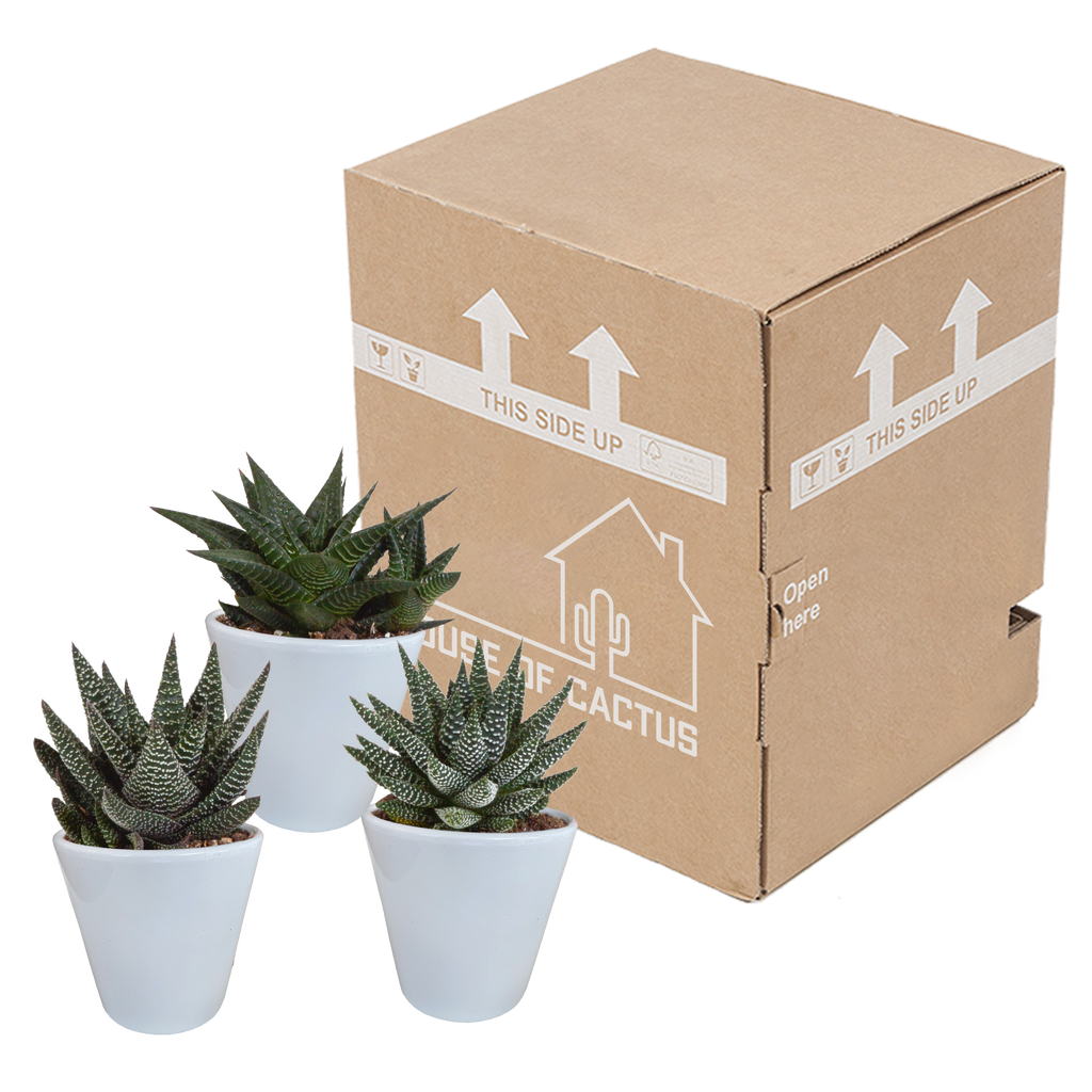 Gasteria/Haworthia mix 8,5cm - 3x - in witte pot