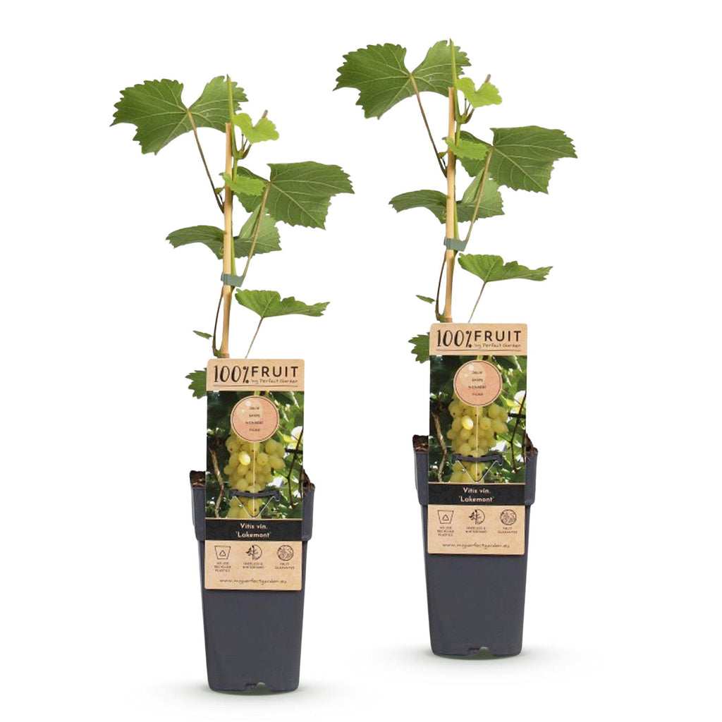 Fruitplant - Vitis vinifera Lakemont - Druivenplant - Winterhard - Goudgele Druif - 2 Planten - Pot 15cm - Hoogte 50cm