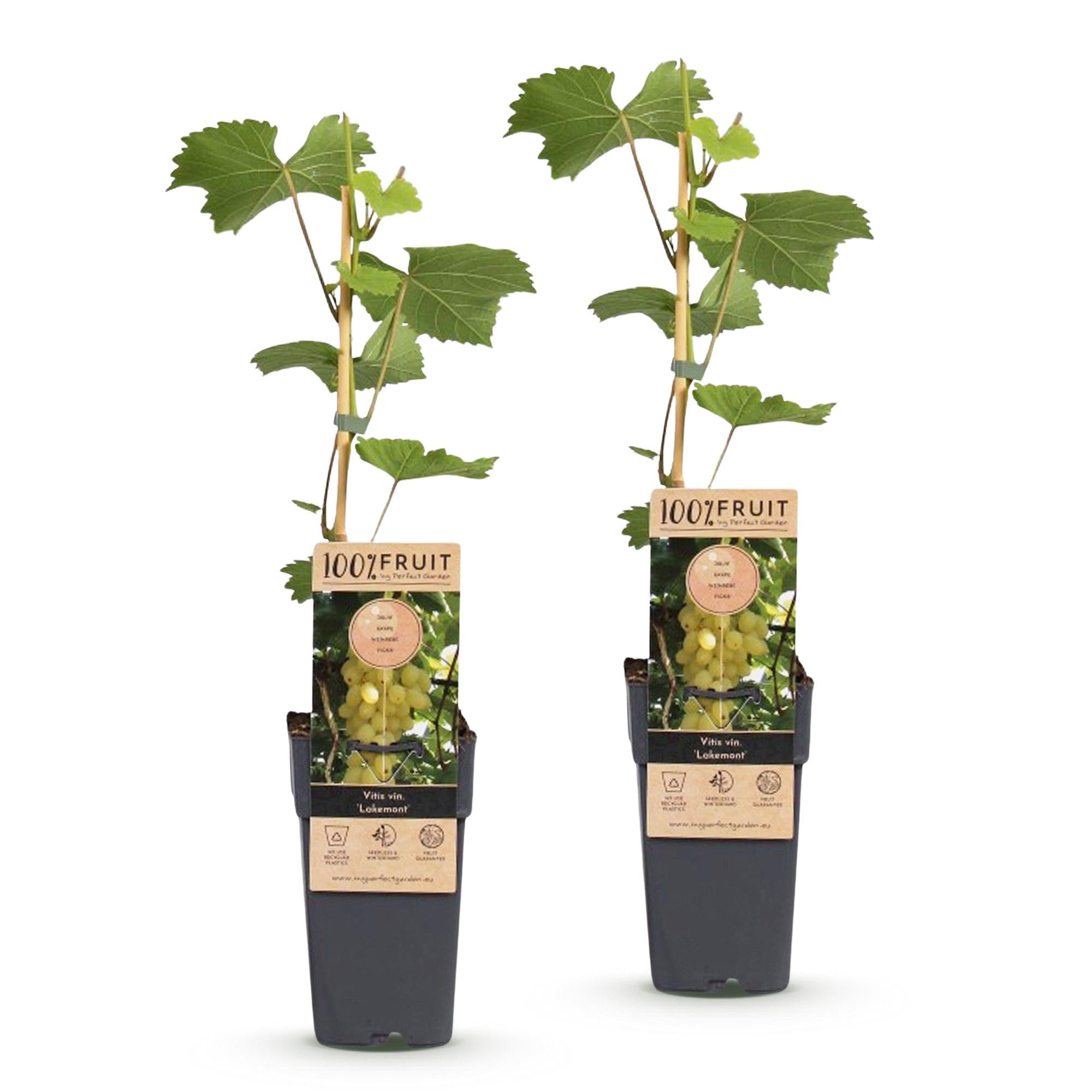 Fruitplant - Vitis vinifera Lakemont - Druivenplant - Winterhard - Goudgele Druif - 2 Planten - Pot 15cm - Hoogte 50cm
