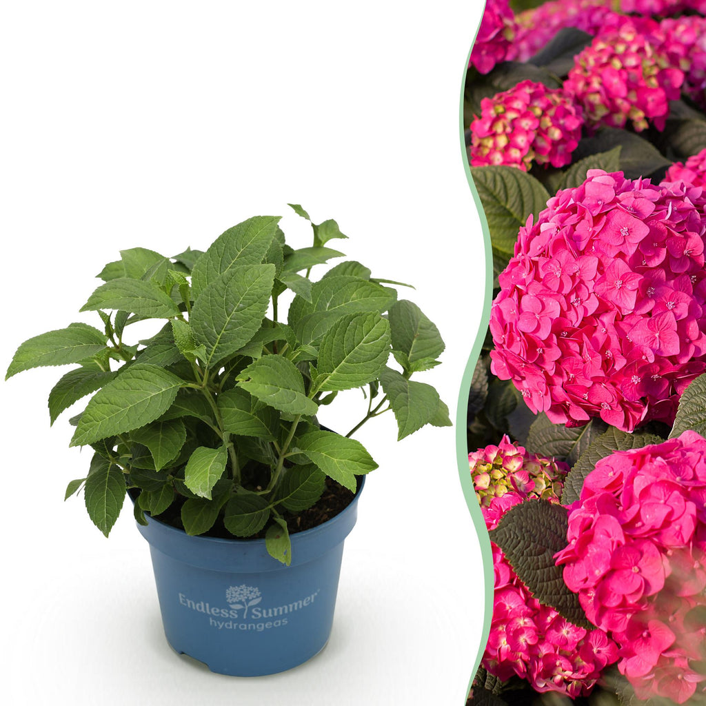 Tuinplant - Hydrangea Endles Summer Summer Love Red - Hortensia - Winterhard - Rood - 1 Plant - Pot 14cm - Hoogte 20-25cm