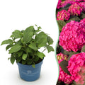 Tuinplant - Hydrangea Endles Summer Summer Love Red - Hortensia - Winterhard - Rood - 1 Plant - Pot 14cm - Hoogte 20-25cm