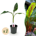 Fruitplant - Bananen plant - Musa sikkemensis Red Tiger - Winterhard - 2 planten - Pot 17cm Hoogte 40cm