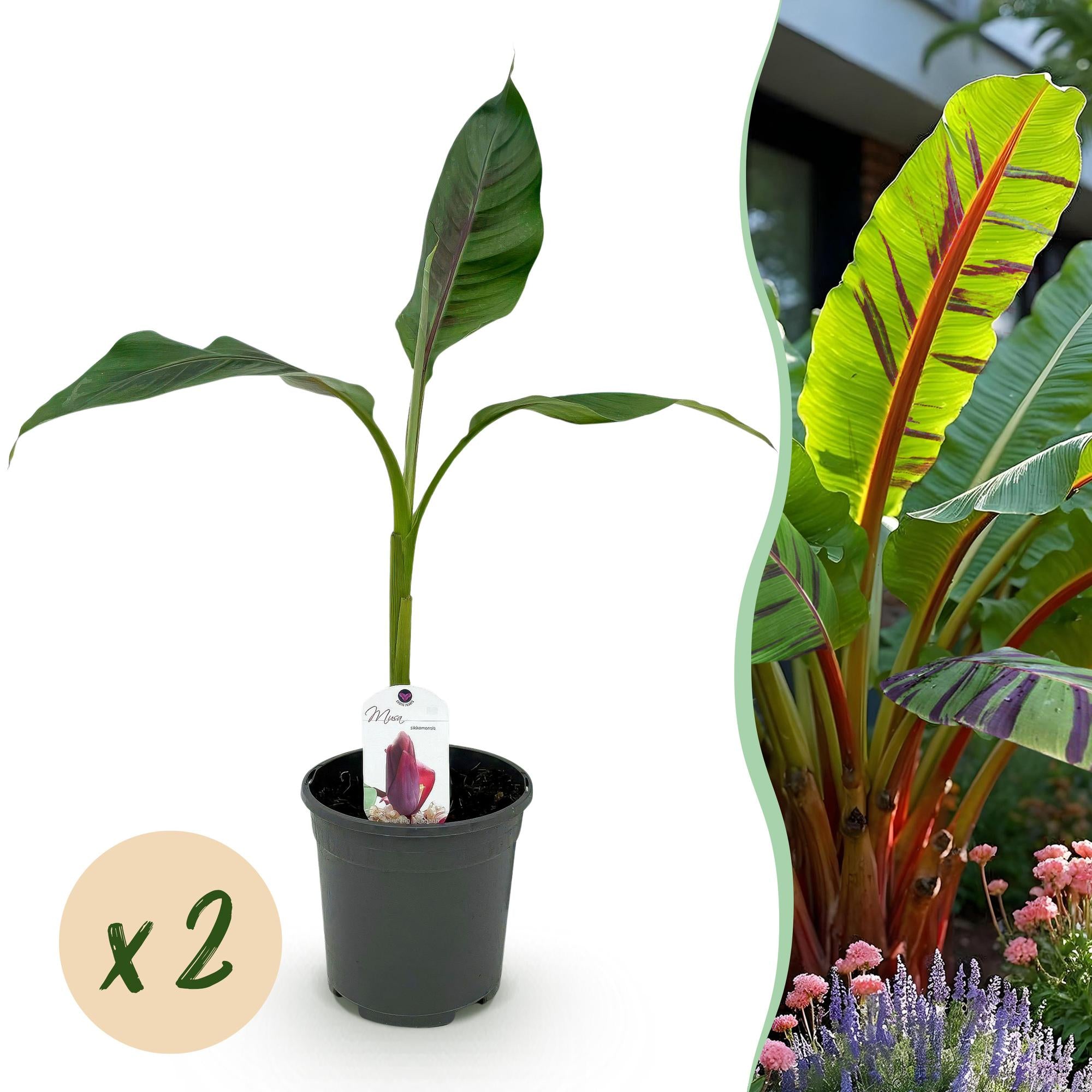 Fruitplant - Bananen plant - Musa sikkemensis Red Tiger - Winterhard - 2 planten - Pot 17cm Hoogte 40cm