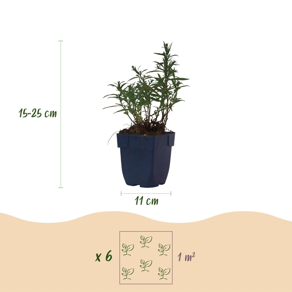Vasteplant - Aster (D) Mittelmeer - Zeeaster - Bijen en Vlinderlokkers - Paars - 1 Plant - Pot 11cm - Hoogte 15-25cm