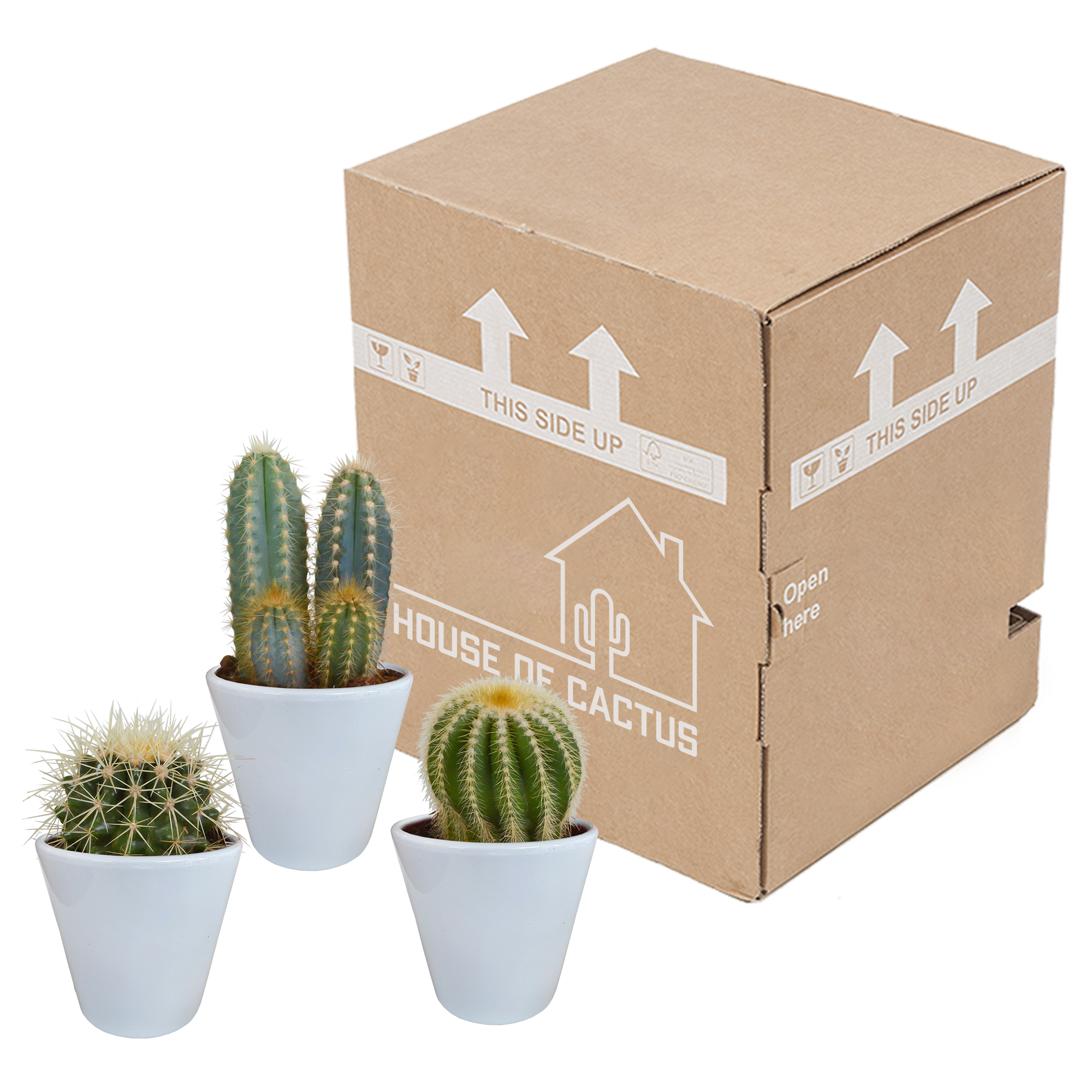 Cactus mix 8.5 cm - 3x - in witte pot