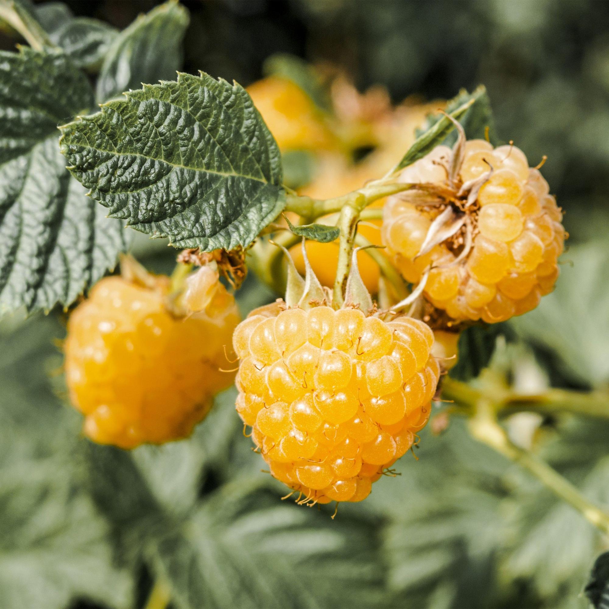 Fruitplant - Rubus idaeus Fallgold - Frambozenplant - Winterhard - Gele Framboos - 2 Planten - Pot 15cm - Hoogte 50cm