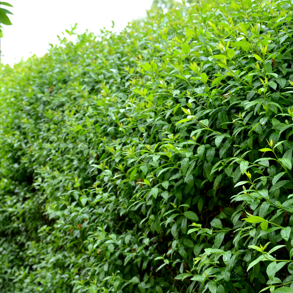Palletdeal Haagplanten:  50 Ligustrum Ovalifolium ↕ 60-80 - Ø 19cm | Mini Pallet