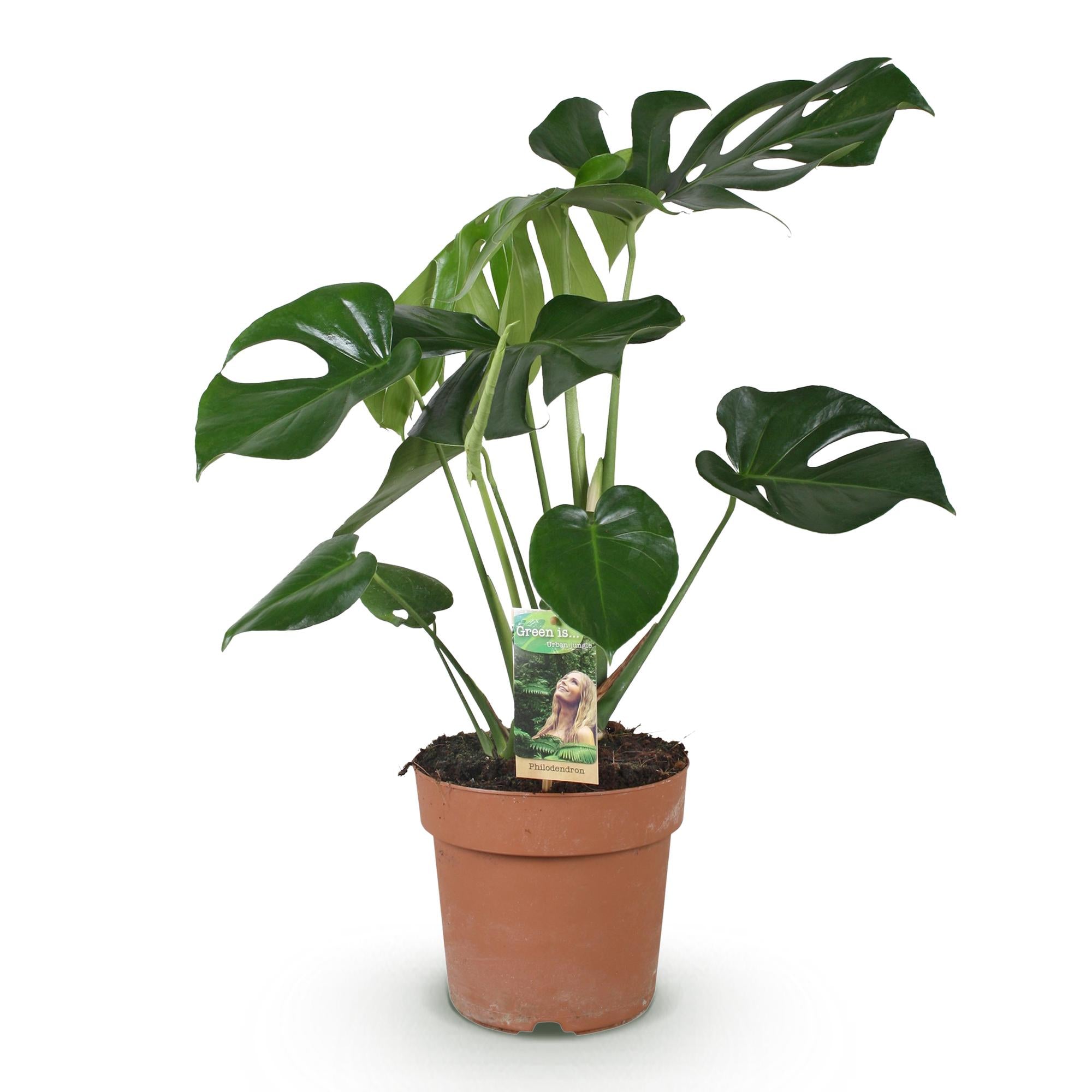 Green is... Kamerplanten - Monstera Deliciosa - Gatenplant - Weinig onderhoud - Groen - 1 Plant - Pot 17cm - Hoogte 50-55cm