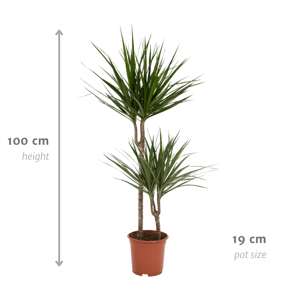 Dracaena Marginata - Ø19cm - ↕100cm