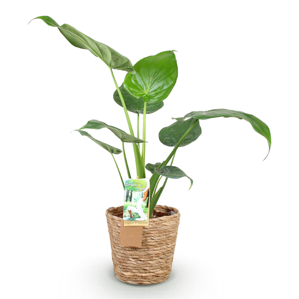 Green is... Kamerplanten - Alocasia Cucullata - Boeddha,s hand - Weinig onderhoud - met mand - Groen - 1 Plant - Pot 17cm - Hoogte 60-65cm