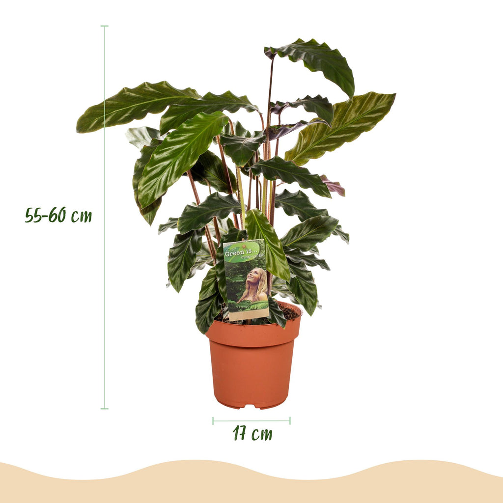 Green is... Kamerplanten - Calathea Rufibarba - Pauwen plant - Weinig onderhoud - Groen - 1 Plant - Pot 17cm - Hoogte 55-60cm