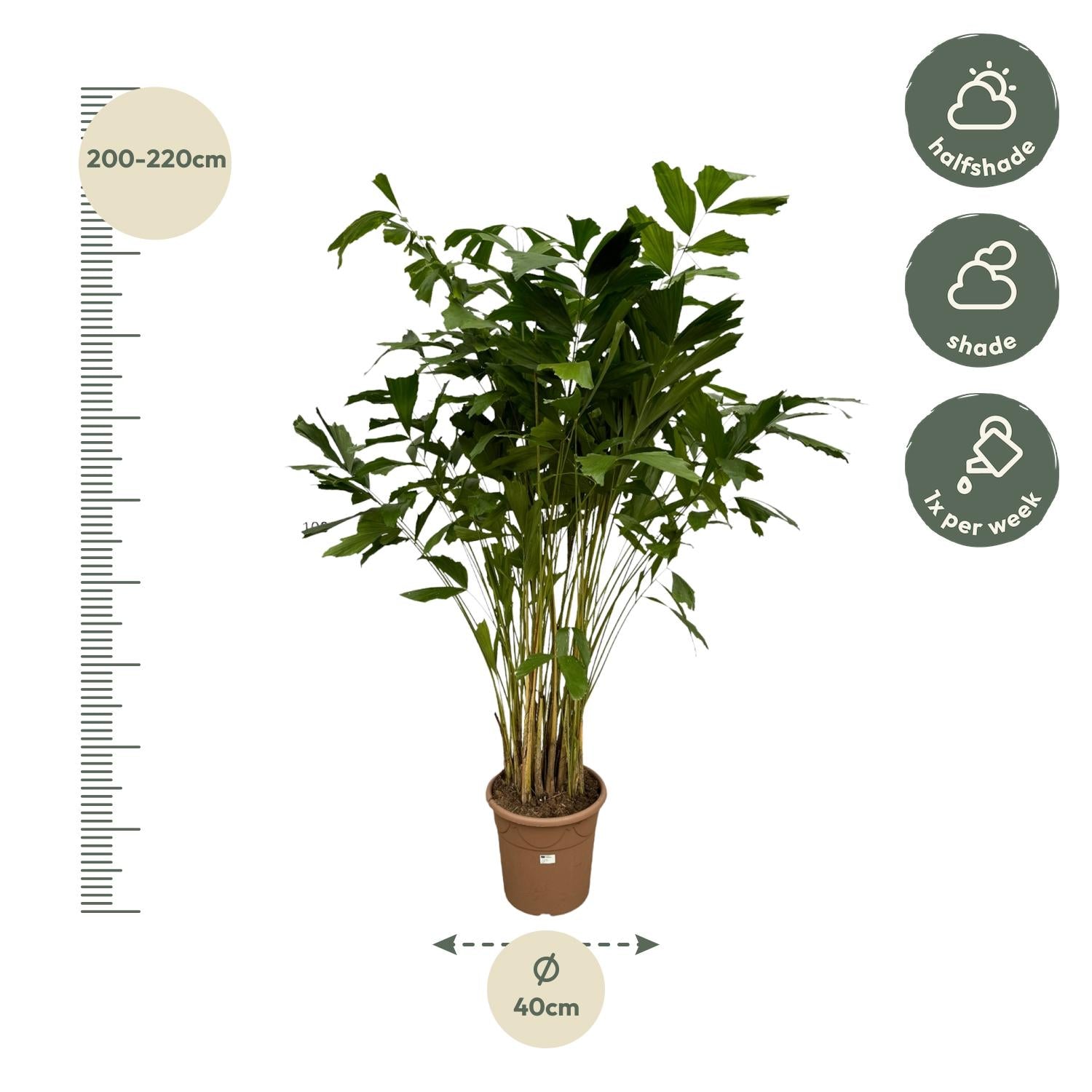 Caryota Mitis - 250 cm - Ø32cm