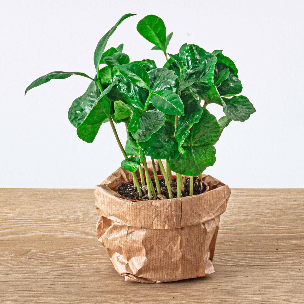 Planten terrarium navulling & startpakket - Jungle
