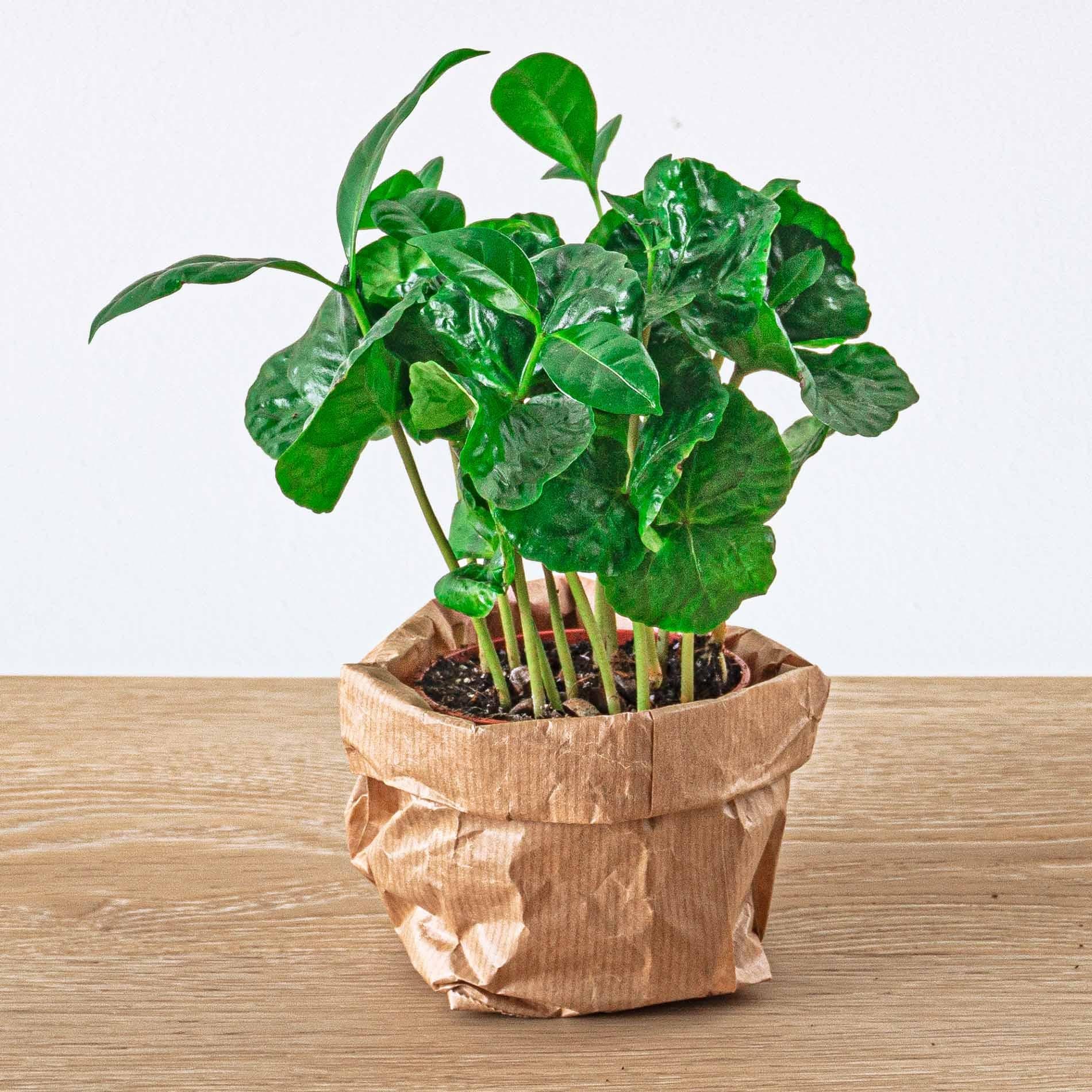 Planten terrarium navulling & startpakket - Jungle