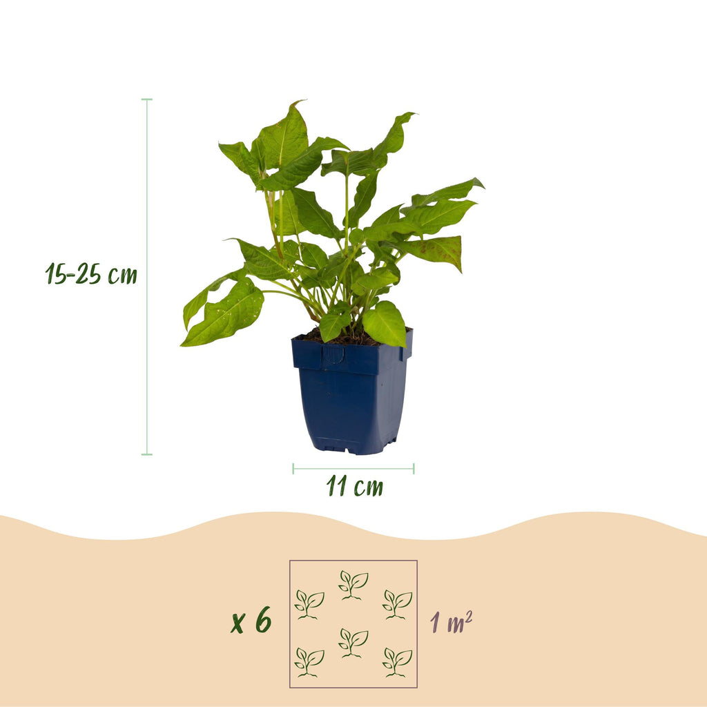 Vasteplant - Persicaria amplexicaulis - Duizendknoop - Bijen en Vlinderlokkers - Rood - 12 Planten - Pot 11cm - Hoogte 15-25cm