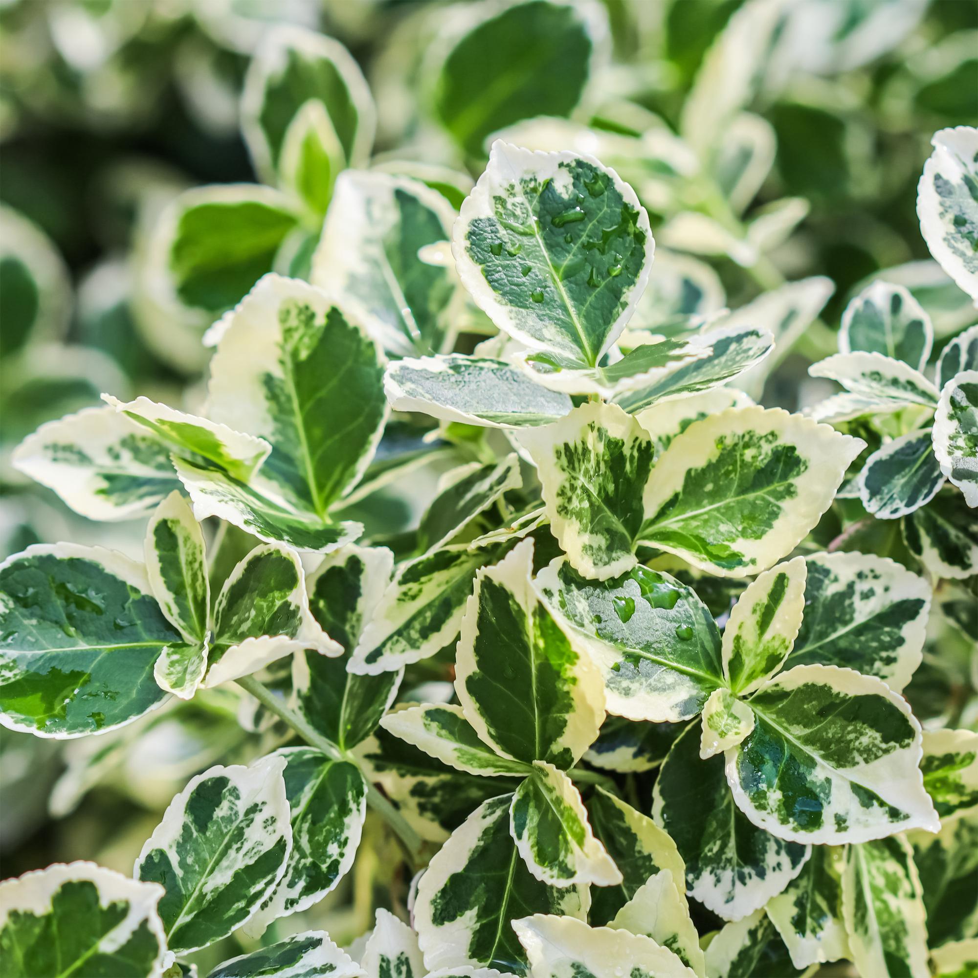 Plant op Stam - Euonymus fortunei Emerald Gaiety -Terras Plant - Bladhoudend - Winterhard - Groen-Grijs Blad - Pot 19cm Hoogte 90cm