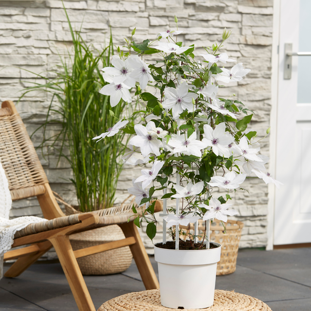 Clematis Garland Tsukiko 23cm