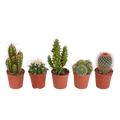 Cactus mix 5.5 cm - 5x - zonder pot