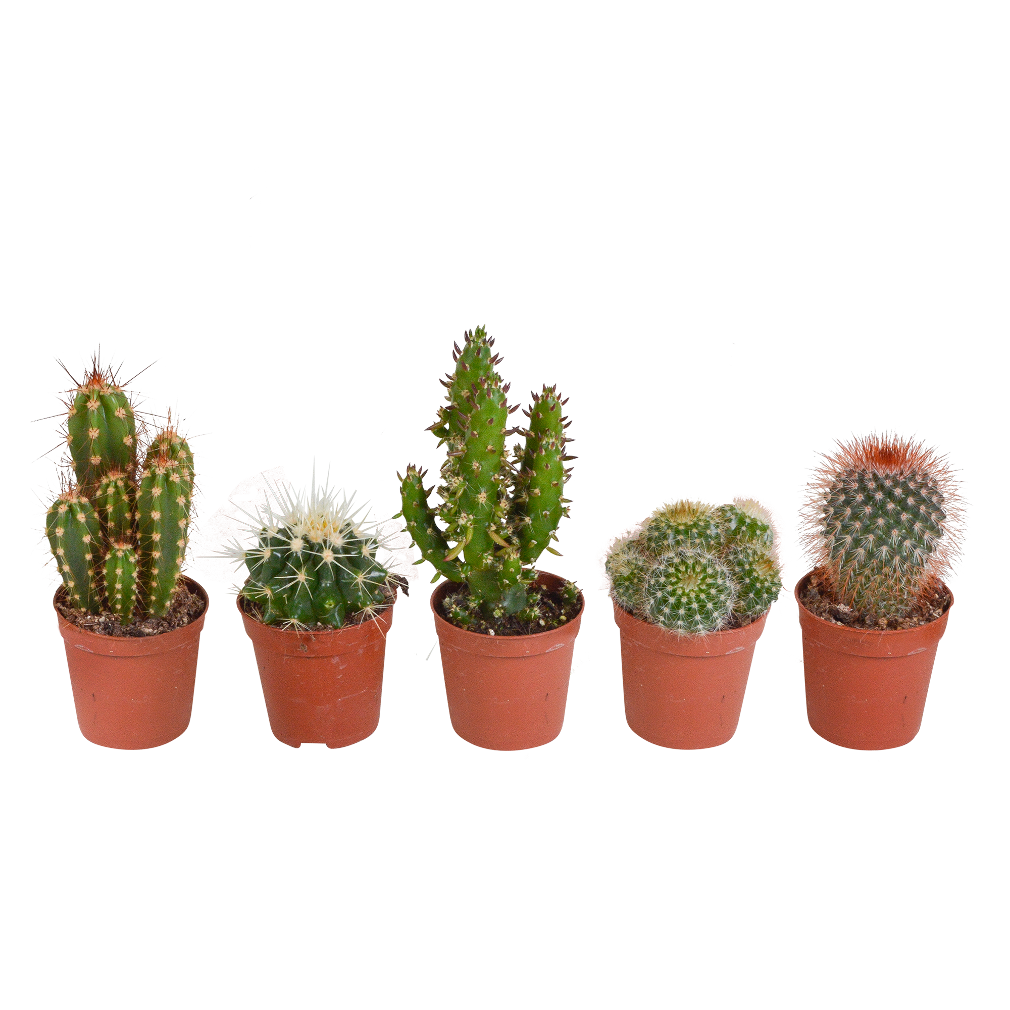 Cactus mix 5.5 cm - 5x - zonder pot