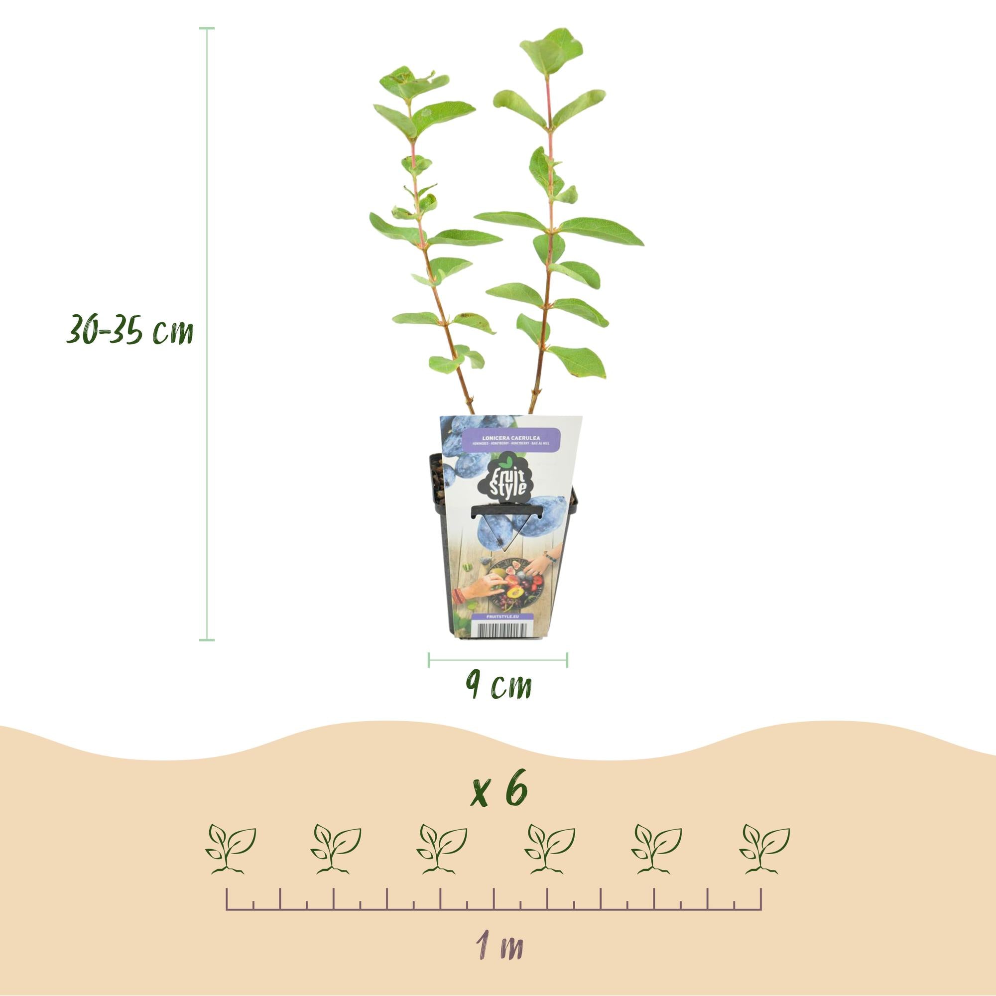 Fruitplanten - Honingbes - Lonicera caerulea Kamtschatica - Winterhard - 3 Planten - Pot  9 cm - Blauw  Bes