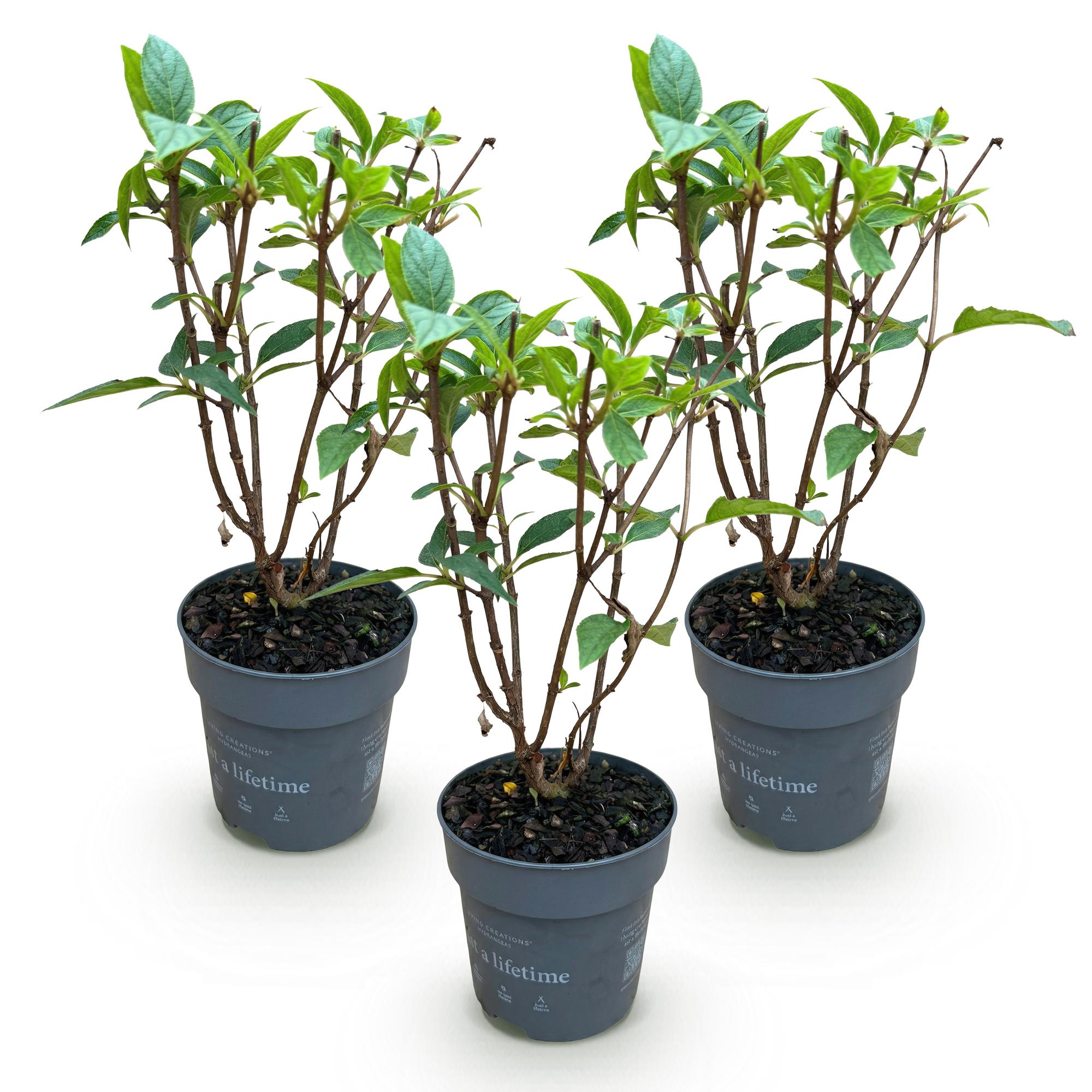 Tuinplant - Hydrangea panniculata Living Pink & Rose - Pluimhortensia - Winterhard - Roze - 3 Planten - Pot 12cm - Hoogte Hoogte 20-30cm