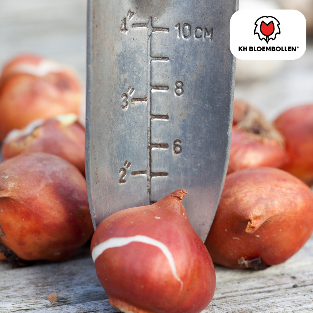 Tulpenbollen World Friendship – 20 Stuks | KH Bloembollen® | Lichtgele Tulp – Zacht, Vriendelijk & Elegant – Voor Tuin of Pot – Maat 11/12 – Vers van de Teler