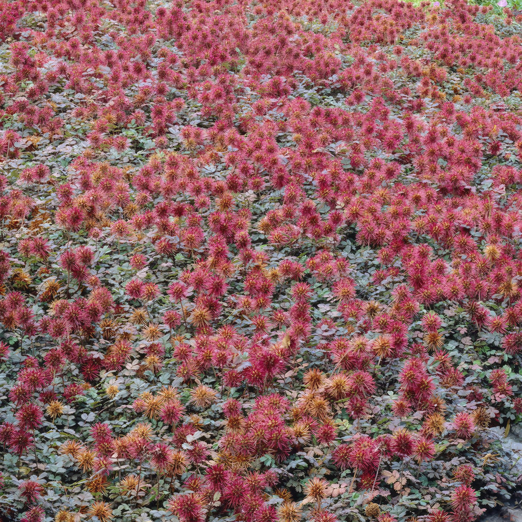 48x Acaena microphylla 'Kupferteppich' - ↕10-25cm - Ø9cm