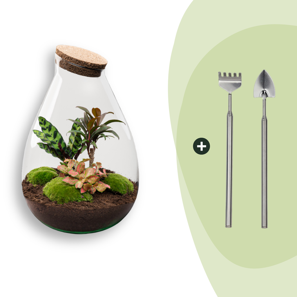 DIY Planten terrarium - Drop XL Palm - Ø 24 cm ↑ 37 cm - Rake + Shovel