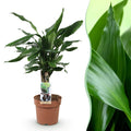Green is... Kamerplanten - Dracaena fragrans Steudneri - Drakenbloedboom - Weinig onderhoud - Groen - 1 Plant - Pot 17cm - Hoogte 50-55cm